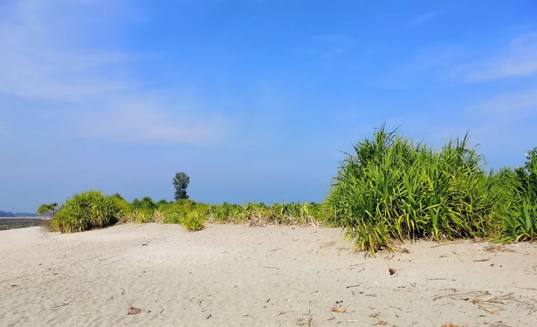 Cleaning the Saint Martin Beach